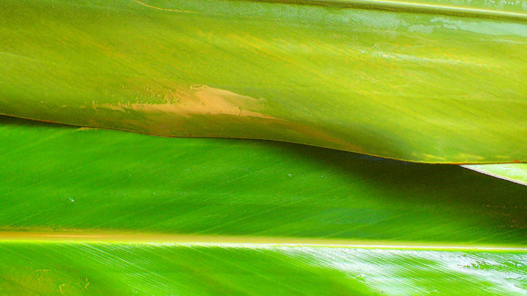 カーサムーチー